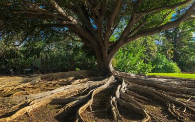 The ROI of Whole Person Leadership: Why Thriving Leaders Build Thriving Organizations