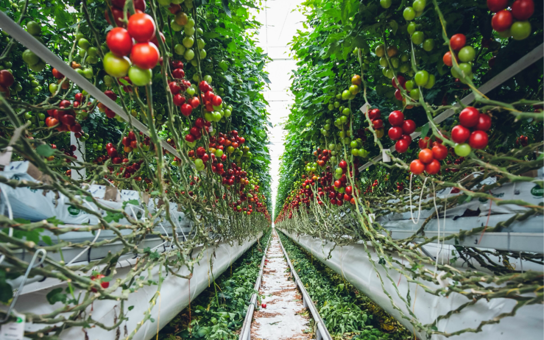 Regenerative Leadership: What Farming Can Teach Us About Business